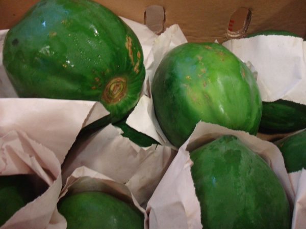 Fresh Green Papaya 500g-650g (Available Monday & Wednesday)